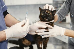 Common Health Issues in Cats