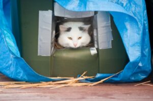 DIY Outdoor Cat Houses; Enhancing Comfort and Safety of cat houses for outside diy