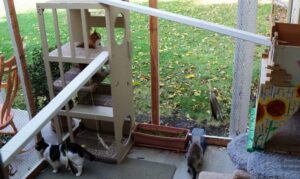 Seasonal Adjustments; cat houses for outside diy