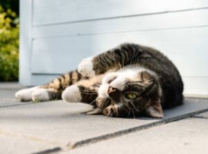 Understanding Outdoor Cats’ Needs; Cat houses for outside diy